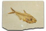 Detailed Fossil Fish (Diplomystus) - Wyoming #354055-1